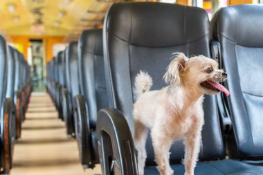 Köpek çok sevimli seyahat etmek için bir tren tren beklemek içinde