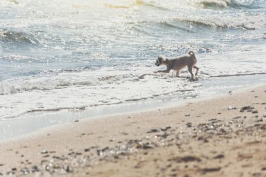 Kumsalda mutlu eğlenceli çalışan köpek denizde yolculuk ettiğinizde