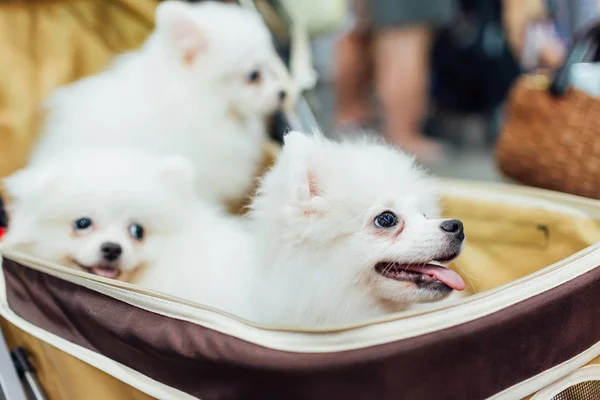 Владелец азиатской собаки и собака на выставке домашних животных — стоковое фото