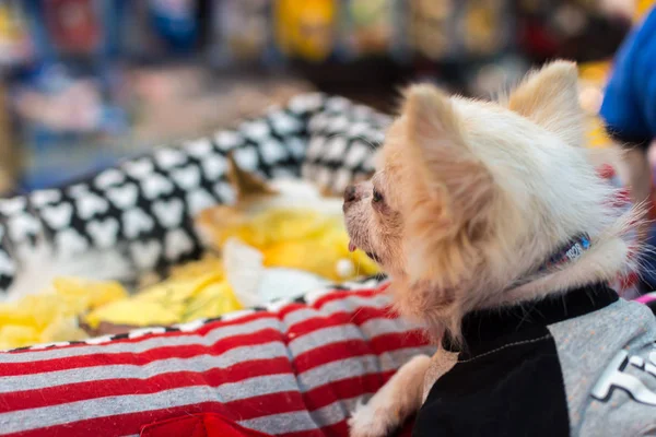 Asiatisk hund ejer og hunden i kæledyr expo - Stock-foto