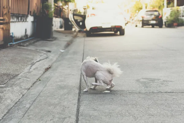 Dog so cute peeing on floor when vacation travel — Stock Photo, Image