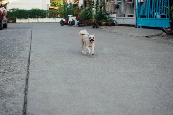 Perro tan lindo corriendo con diversión feliz cuando viajas — Foto de Stock