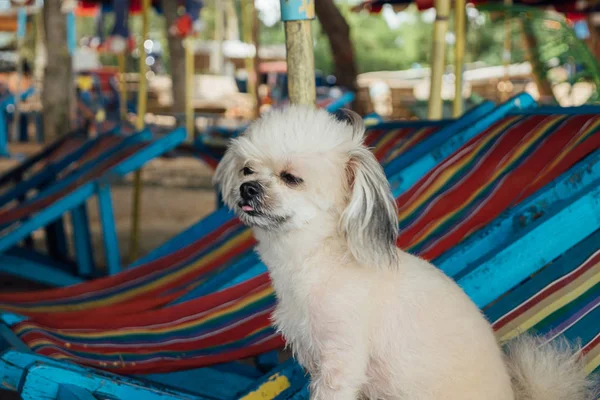 Perro relajarse en la silla de playa cuando viaje en el mar — Foto de Stock