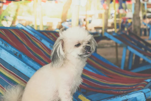 Hund entspannt sich auf Strandkorb bei Reise auf See — Stockfoto