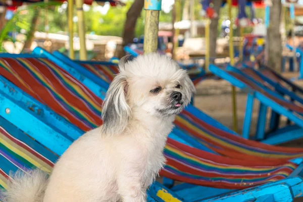 Perro relajarse en la silla de playa cuando viaje en el mar — Foto de Stock