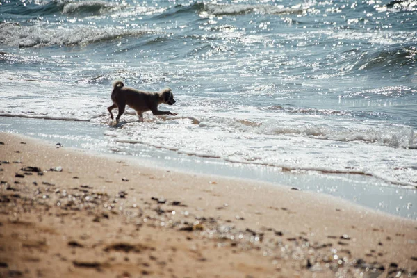 Perro corriendo diversión feliz en la playa cuando viaja en el mar —  Fotos de Stock