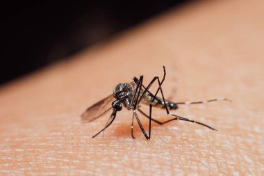 Kan emme makro sivrisinek (Aedes aegypti)
