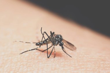 Kan emme makro sivrisinek (Aedes aegypti)