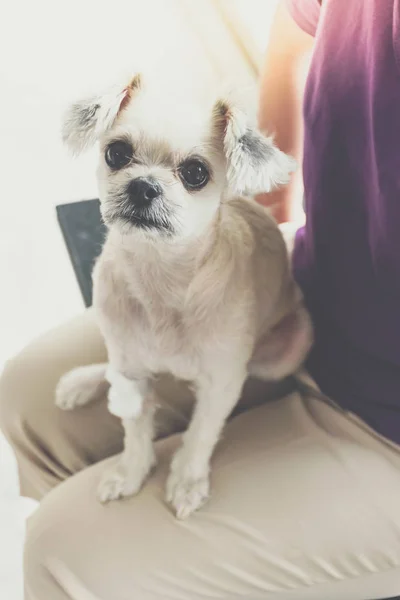 Cão perna quebrada com bandagem na clínica veterinária — Fotografia de Stock