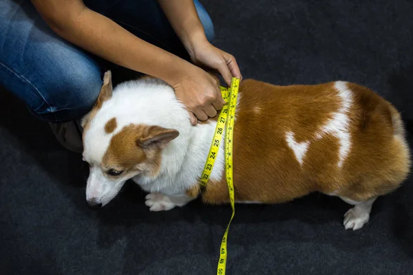 Köpek Corgi aşırı kilolu ve şişmanlatıcı.