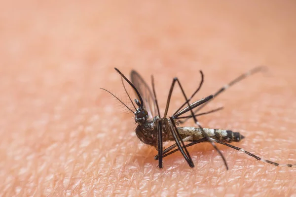 Macro de mosquito (Aedes aegypti) chupando sangre — Foto de Stock