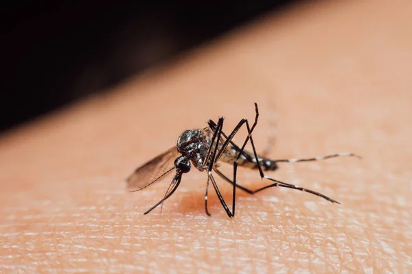 Macro de mosquito (Aedes aegypti) chupando sangre —  Fotos de Stock