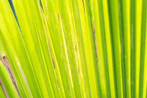 Groen achtergrond van natuur plant en blad — Stockfoto