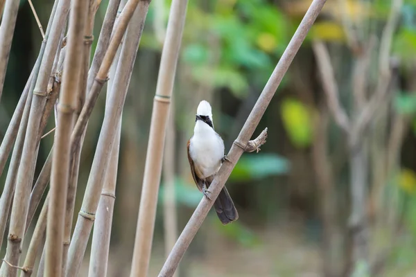 Птица (Белохохлый смеющийся дрозд) в природе дикая — стоковое фото