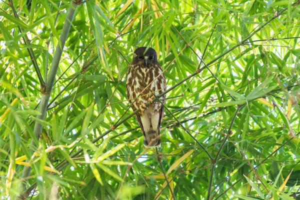 Bird (Северная книга) в дикой природе — стоковое фото