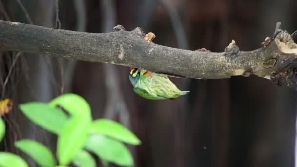 Pássaro Coppersmith Barbet Crimson Breasted Barbet Coppersmith Megalaima Haemacephala Cor — Vídeo de Stock