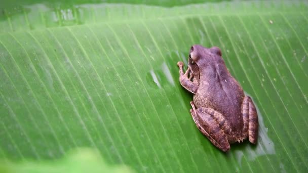 Rana Animal Anfibio Color Marrón Vida Silvestre Tienen Pie Pegajoso — Vídeos de Stock