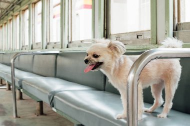 Köpek çok sevimli seyahat etmek için bir tren tren beklemek içinde