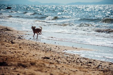 Kumsalda mutlu eğlenceli çalışan köpek denizde yolculuk ettiğinizde
