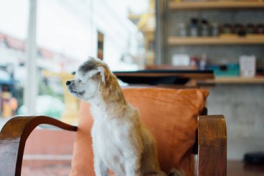 Kafede çok tatlı melez bir köpek.