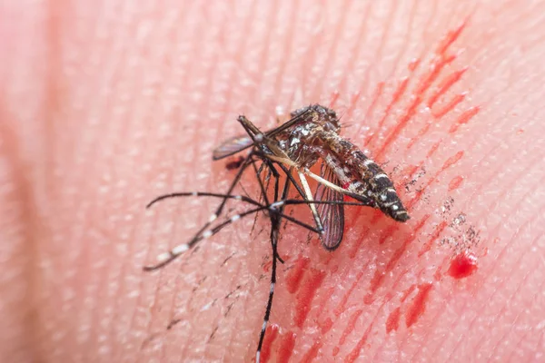 Macro do mosquito esmagado (Aedes aegypti) para morrer — Fotografia de Stock