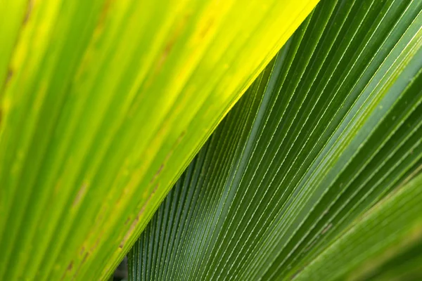 Groen achtergrond van natuur plant en blad — Stockfoto