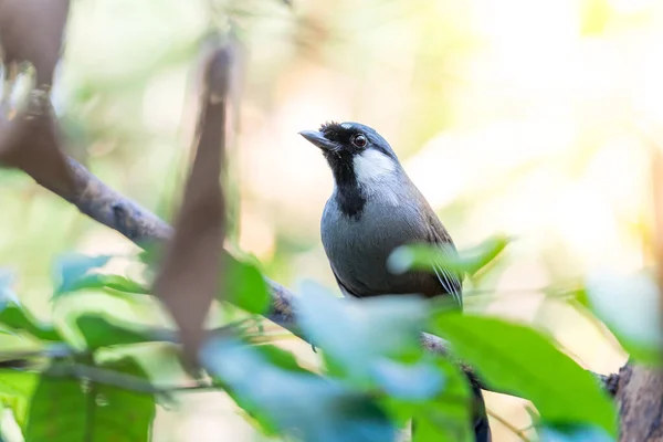 Fågel (Svartstrupig Skratttorsk) i naturen — Stockfoto