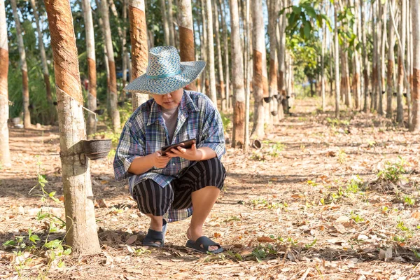 Agricultor inteligente Plantación de árboles de caucho — Foto de Stock