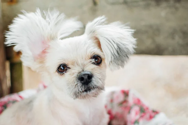 Dog looking and waiting something when travel