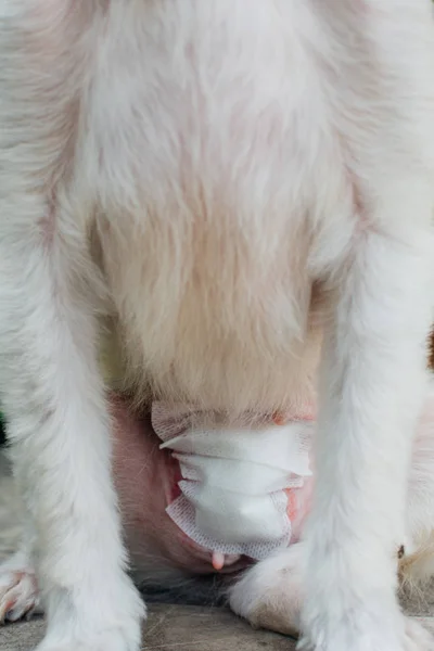 Veteriner kliniğinde köpek karın ameliyatı bandajı. — Stok fotoğraf
