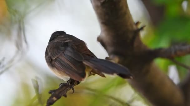 野生の自然の木に腰掛け鳥 マレーシア ファンテイル Rhipidura 黒と白の色 — ストック動画