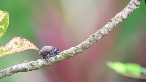 Lumaca Invertebrati Animali Fauna Selvatica Colore Marrone Hanno Guscio Corpo — Video Stock