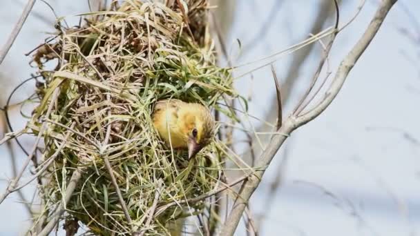 Πουλί Ασίας Golden Weaver Αναπαραγωγής Αρσενικό Είναι Γενικά Φωτεινό Κίτρινο — Αρχείο Βίντεο