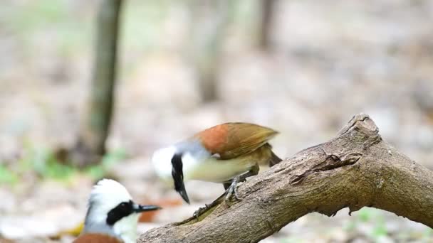 Oiseau Grive Rieuse Aigrettes Garrulax Leucolophus Brun Blanc Masque Noir — Video