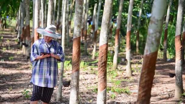 Aziatische Vrouw Slimme Boer Landbouwer Gelukkig Een Rubberboom Plantage Met — Stockvideo