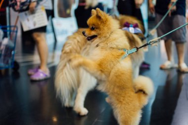 Asyalı köpek sahibi ve evcil hayvan fuarındaki köpek.