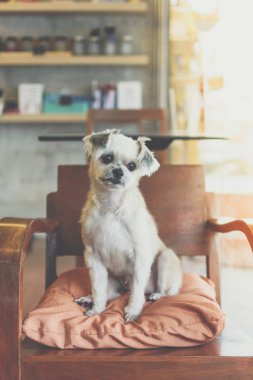 Kafede çok tatlı melez bir köpek.