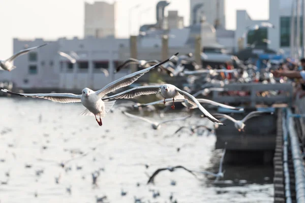 Bang Pu et les visiteurs nourrissant des milliers de mouettes — Photo