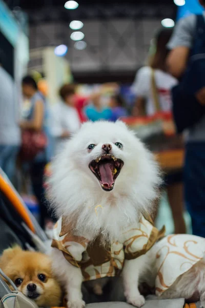 Asiatique propriétaire de chien et le chien en animaux expo — Photo