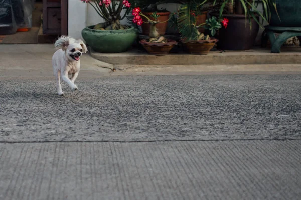 Chien si mignon courir avec plaisir lorsque vous voyagez — Photo