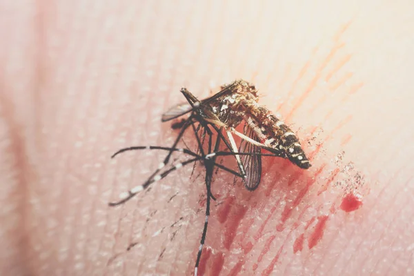 Macro de moustique écrasé (Aedes aegypti) à la mort — Photo