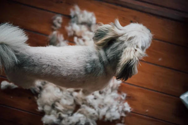 Pelo di cane toelettatura e taglio di capelli da umano con clipper — Foto Stock