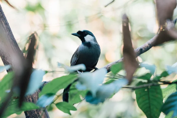 Oiseau (Grive à gorge noire) dans la nature — Photo