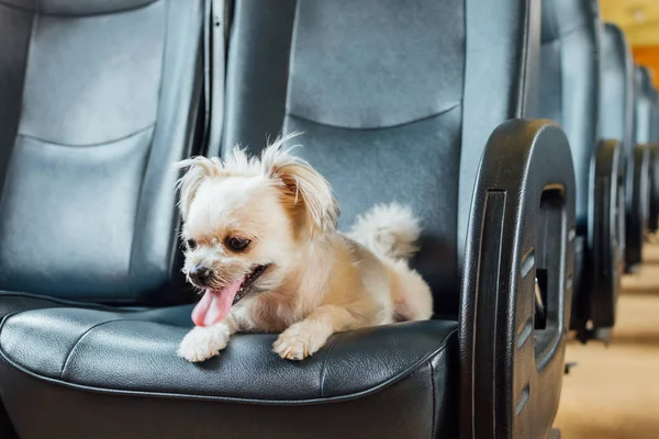 Hond zo schattig binnen een spoorweg trein wachten voor reizen — Stockfoto