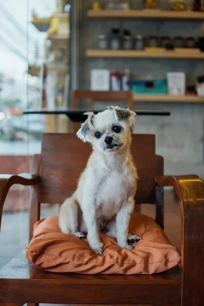 Hund så söt blandras i café ser något — Stockfoto