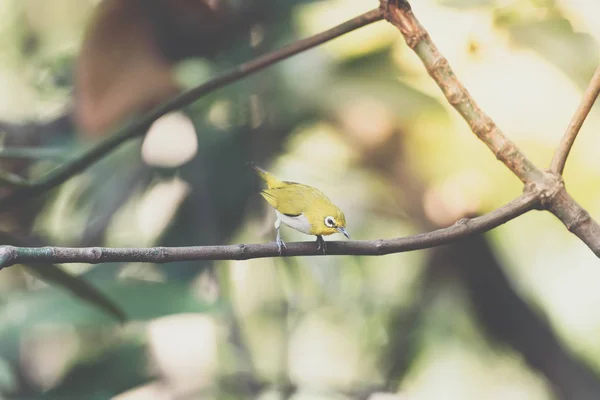 Птица ("Белый глаз" Суинхо) в природе дикая — стоковое фото
