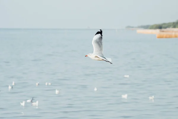 Oiseau (mouettes) volant sur le ciel à une mer de nature — Photo