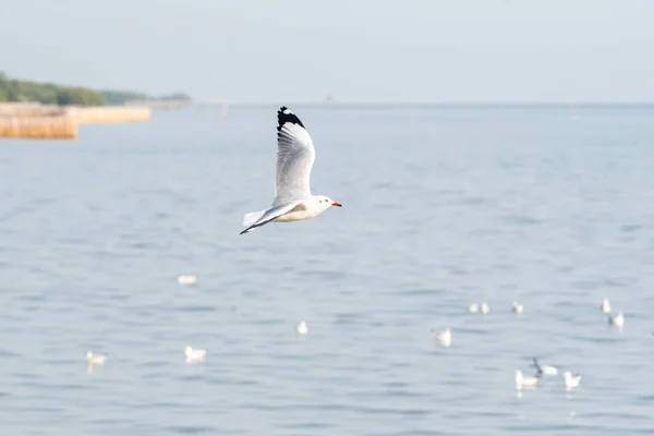 Pájaro (gaviotas) volando en el cielo en un mar de naturaleza — Foto de Stock
