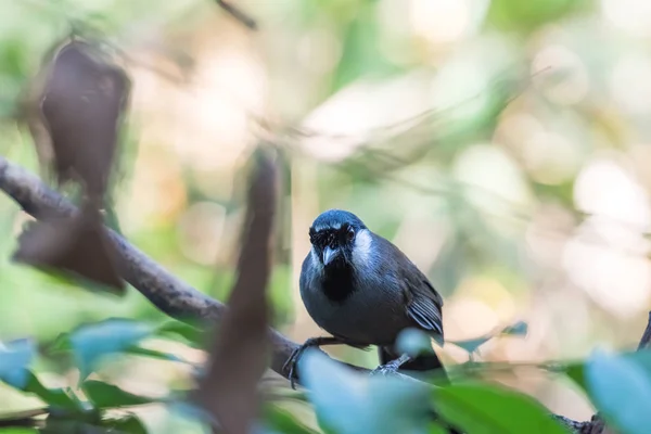 Pássaro (Laughingthrush Garganta Negra) na natureza — Fotografia de Stock