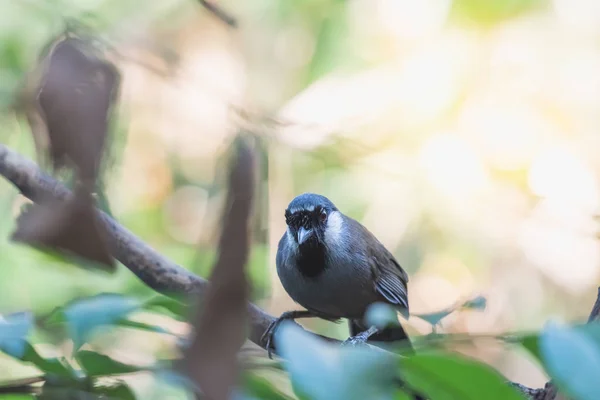 Vogel (zwartkeellijster) in de natuur — Stockfoto